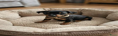 Miniature Pinscher Puppy 1