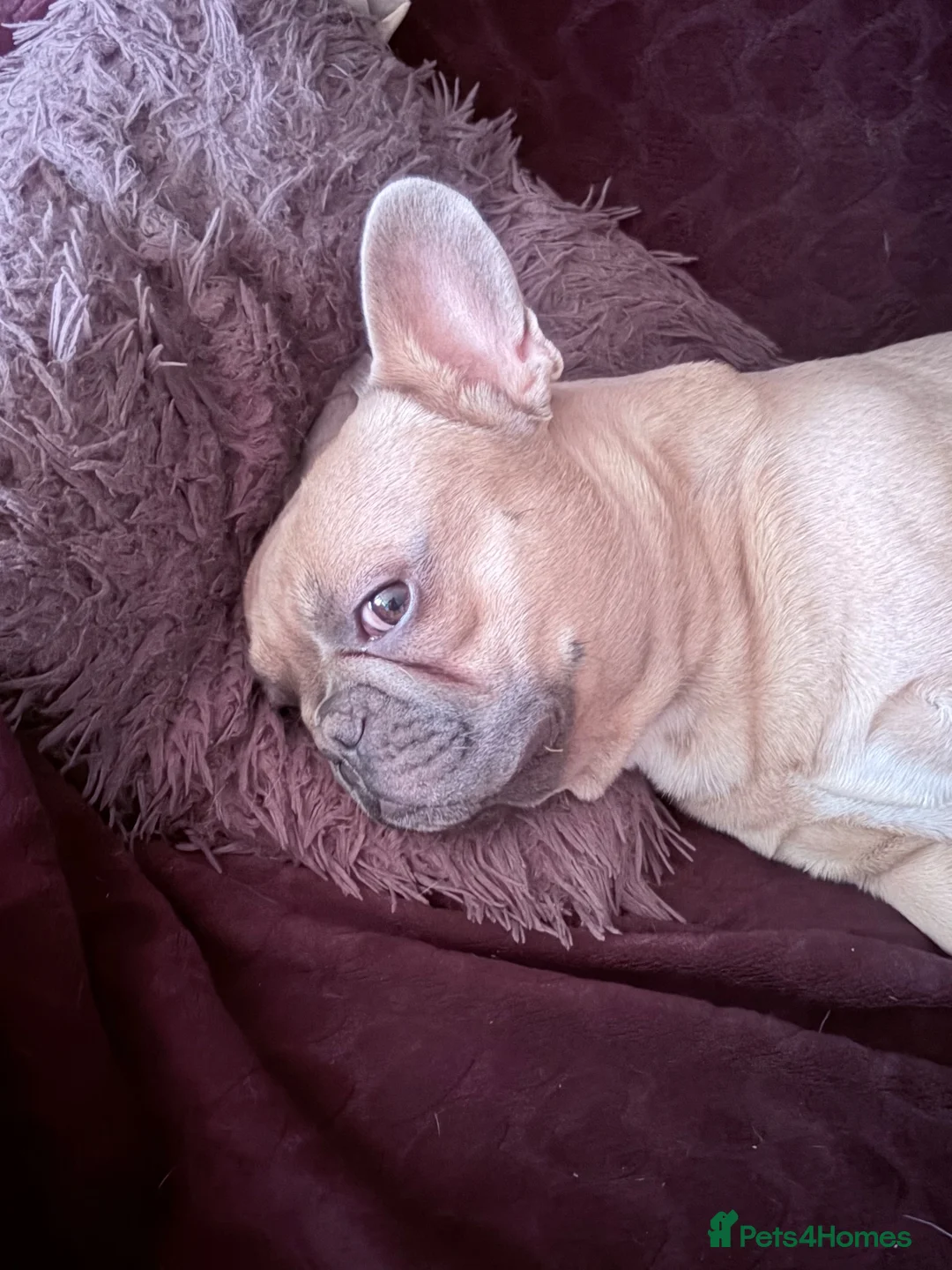 French Bulldog dogs for sale: Handsome frenchie looking for new home in Stevenage - Advert 5