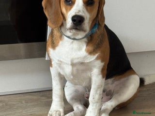 Beagle dogs - Advert 13