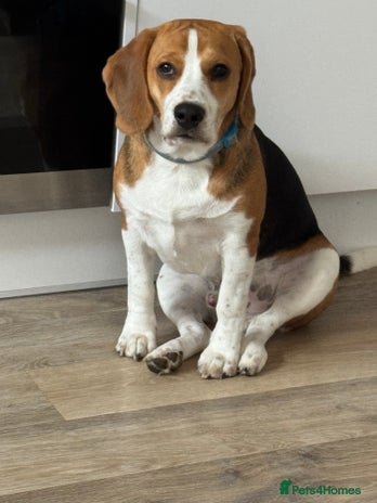 Beagle dogs - Advert 1