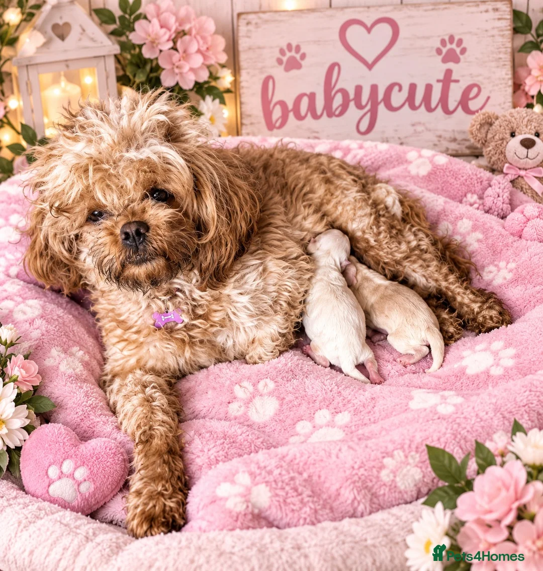 Maltipoo dogs for sale: 🐾💕 GORGEOUS TINY MALTIPOO PUPPIES 💕🐾 - Advert 1