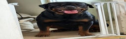Rottweiler dogs for stud: Kc rottweiller for stud  in Sandy - Advert 13