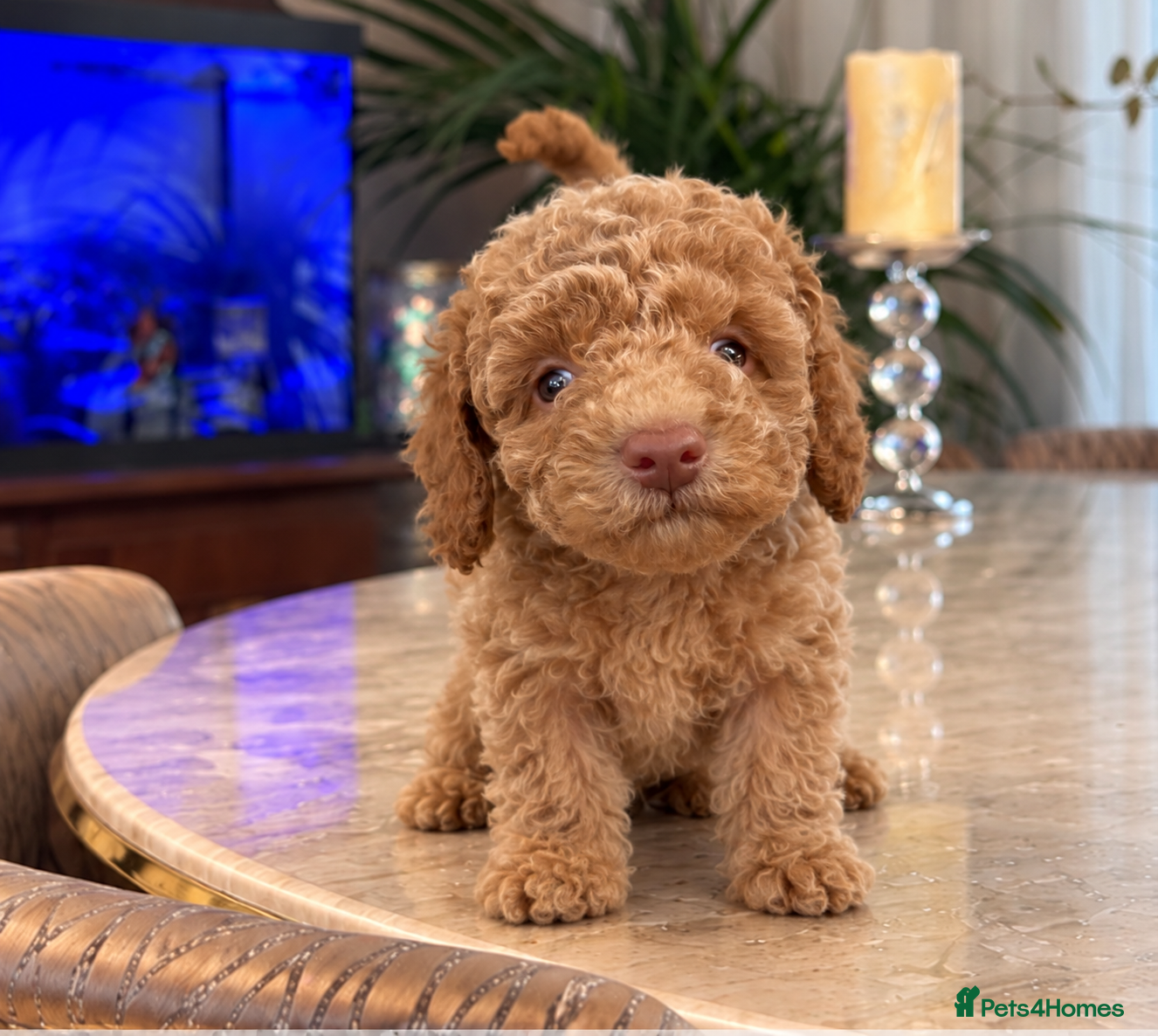 Toy Poodle dogs 10 weeks old toilet trained toy poodle puppies  - Advert 2