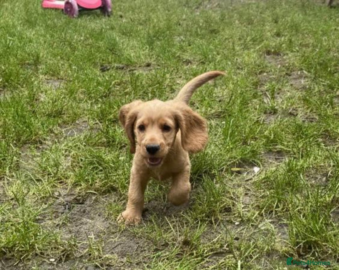 Cocker Spaniel dogs for sale: Cocker Spaniel Puppies  - Advert 3