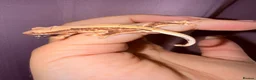 Gecko reptiles for sale: Crested Gecko Babies - Advert 16