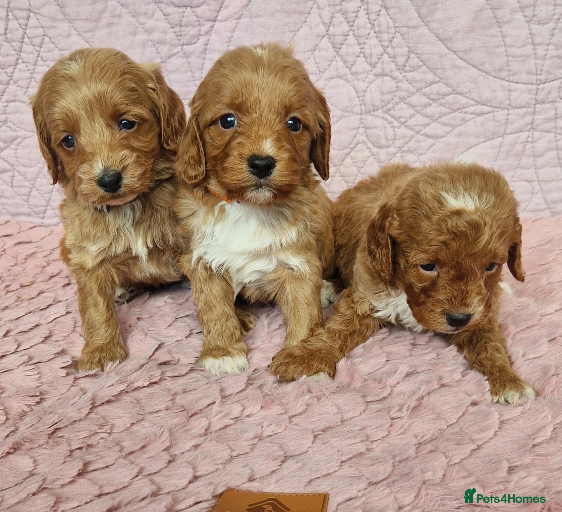 Cockapoo dogs Beautiful health clear Cockapoo's - Advert 2