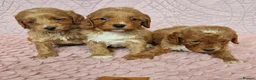 Cockapoo dogs for sale: Beautiful health clear Cockapoo's in Staines - Advert 13
