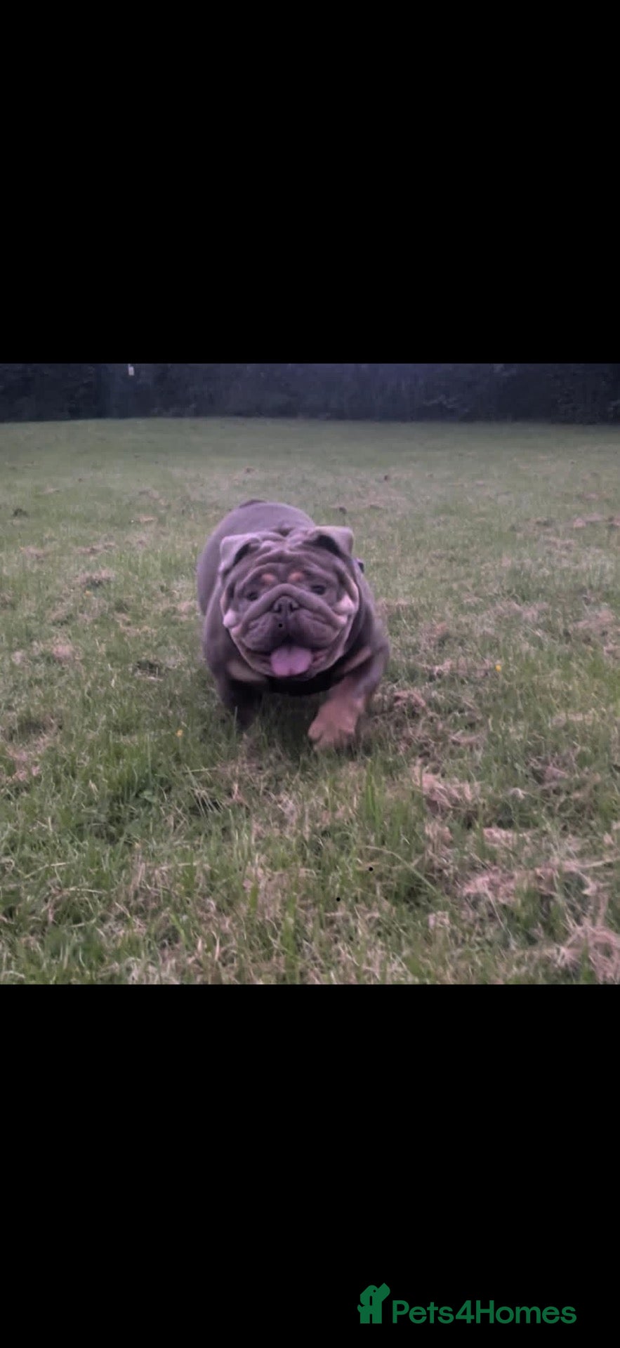 English Bulldog dogs for sale: Beautiful 2 Year Old English Bulldog Male  - Advert 16