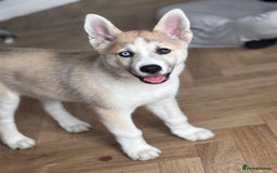 Huskita dogs for sale: Husky x Akita (Huskita) - Image 1