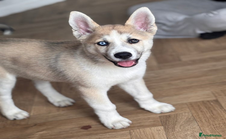 Huskita dogs - Advert 2