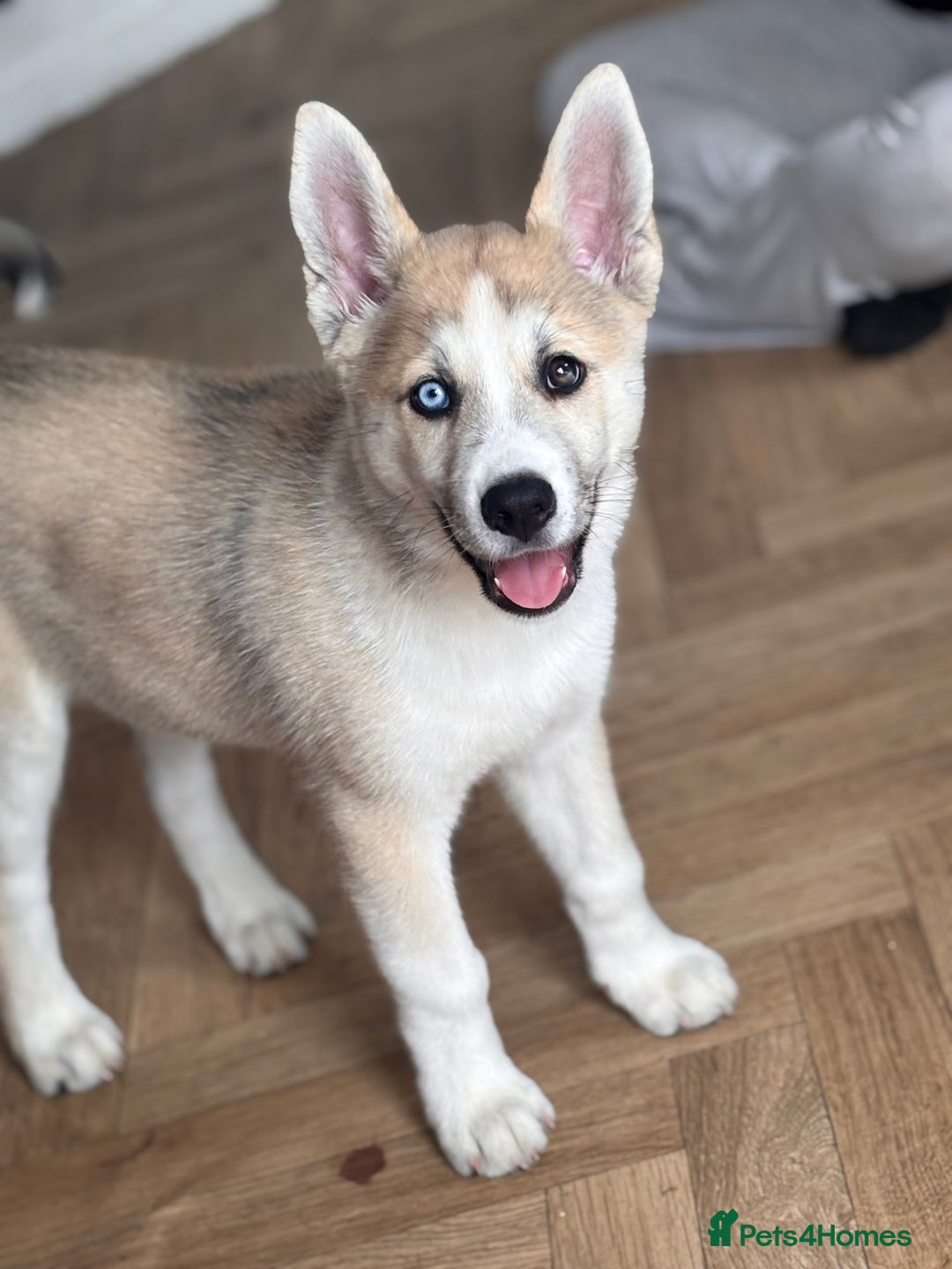 Huskita dogs for sale: Husky x Akita (Huskita) - Image 1