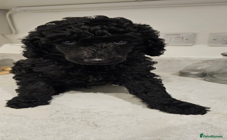 Standard Poodle dogs - Advert 1