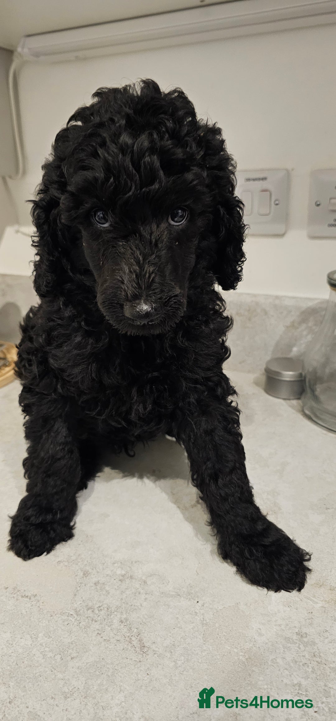 Standard Poodle dogs for sale: Last 3 Boys! KC standard poodle for sale ! - Image 10