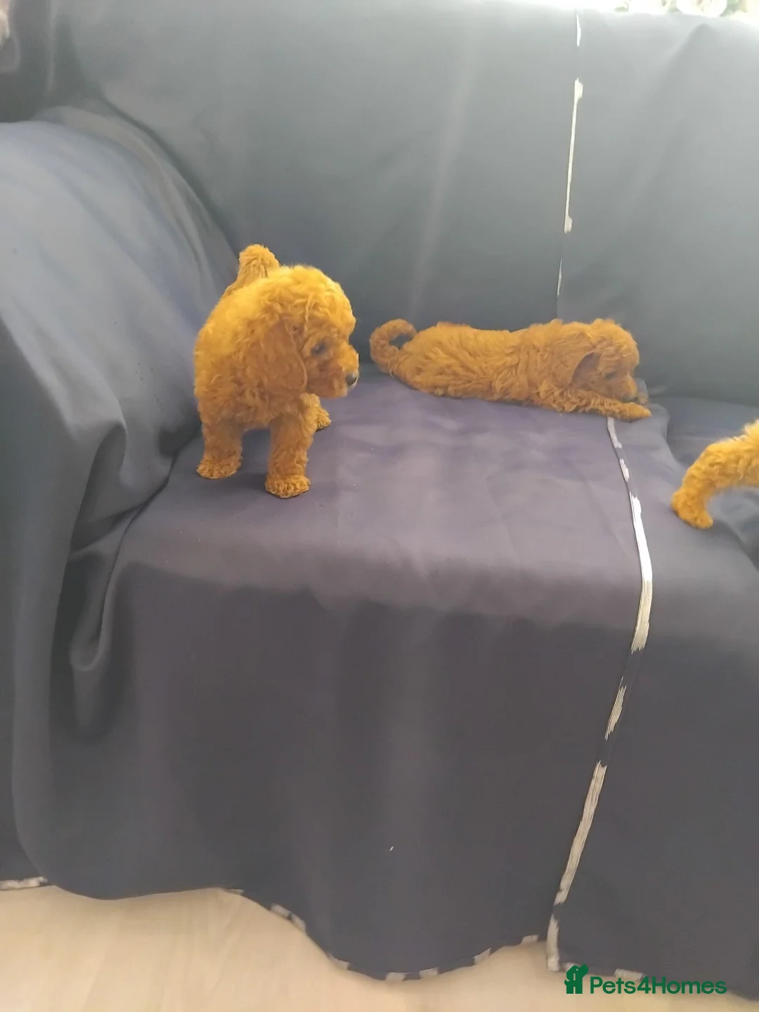 Cavapoo dogs for sale: Beautiful cavapoo puppies  - Advert 2