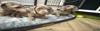 Miniature Dachshund 1