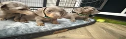 Miniature Dachshund dogs for sale: miniature daschunds puppies  - Advert 17
