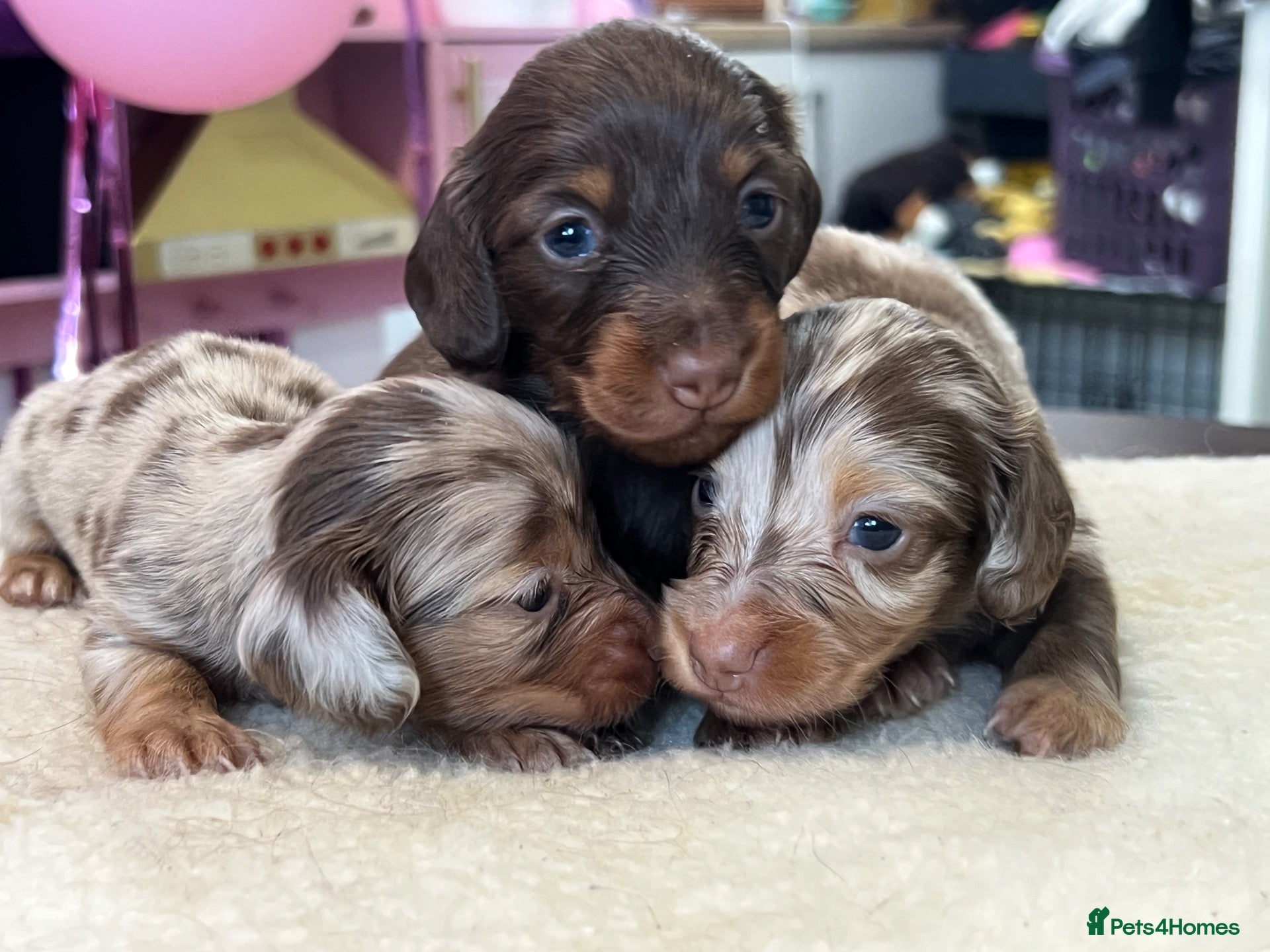 Miniature Dachshund dogs Tiny KC Long Haired Dachshunds  Chocolate & Dapple - Advert 1