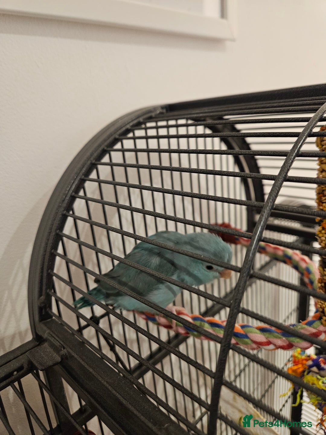 Parrots birds for sale: Female parrotlet - Image 3