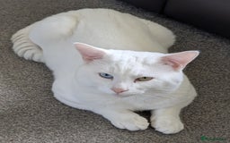 Mixed Breed cats for sale: Marshmallow  - Image 1