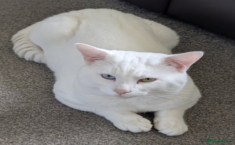 Mixed Breed cats - Advert 11