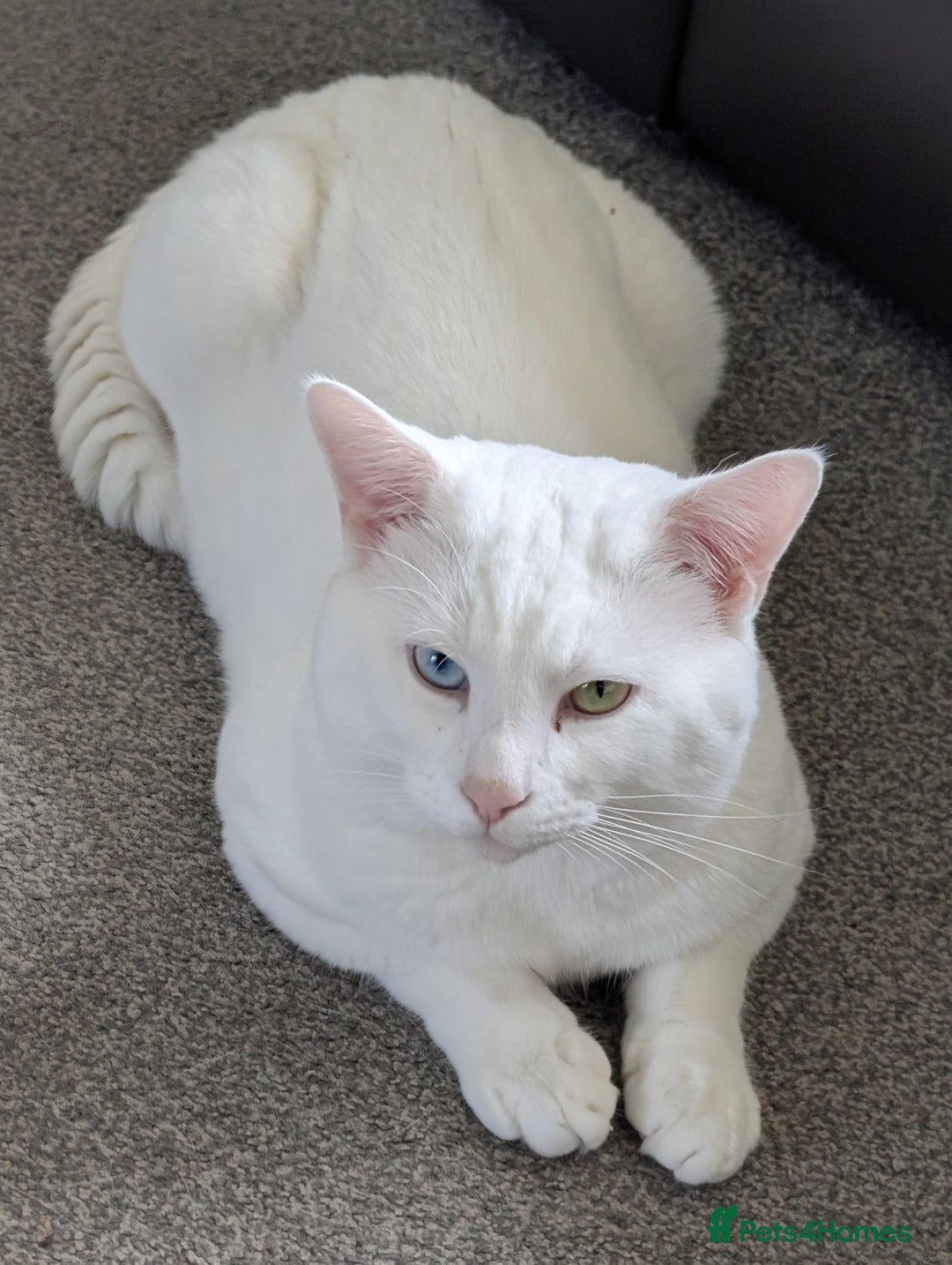 Mixed Breed cats for sale: Marshmallow  - Image 1