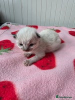 Ragdoll cats - Advert 11