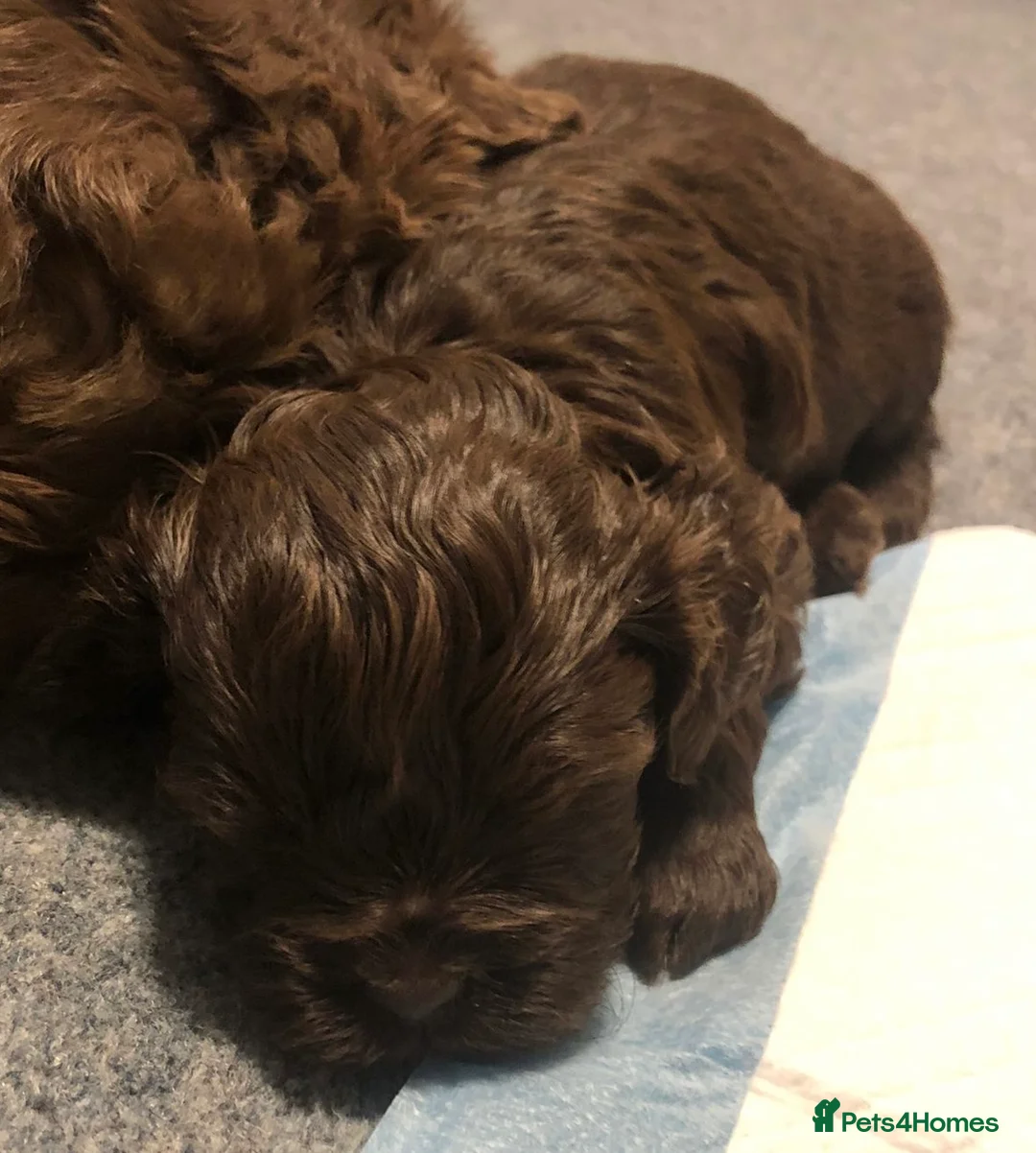 Shihpoo dogs for sale: Shihpoo puppies - Advert 9