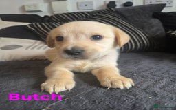 Goldador dogs for sale: Kitanas puppies  - Image 10