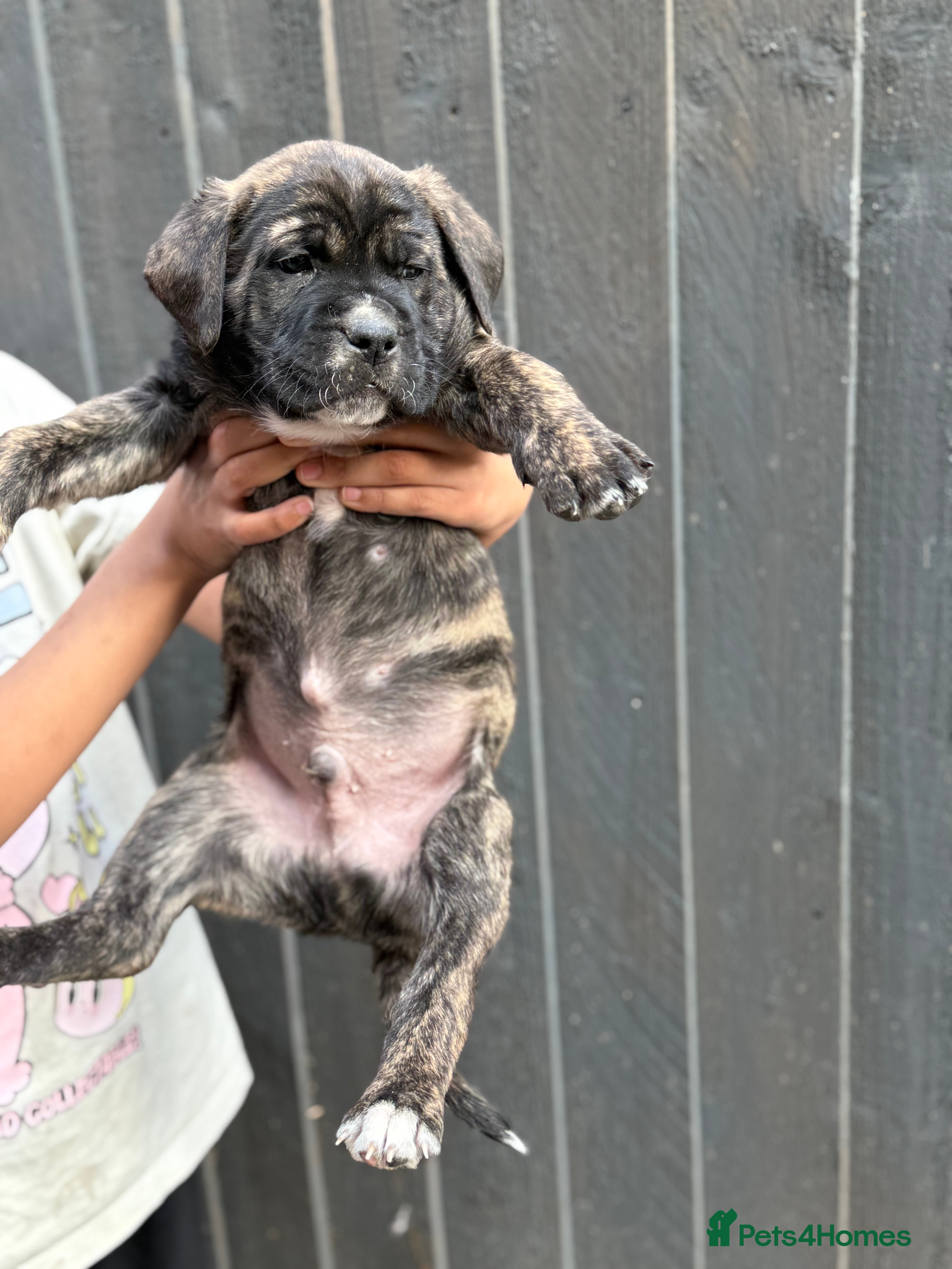 Presa Canario dogs  🏆 Champion Blood elite presa Canario pups!! - Advert 1