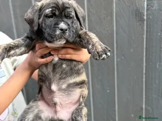 Presa Canario dogs 🏆 Champion Blood elite presa Canario pups!! - Advert 1