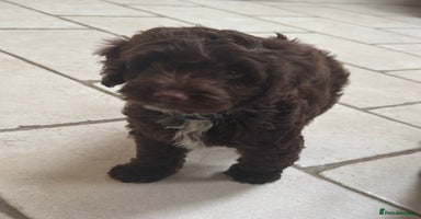 Cockapoo dogs - Advert 13