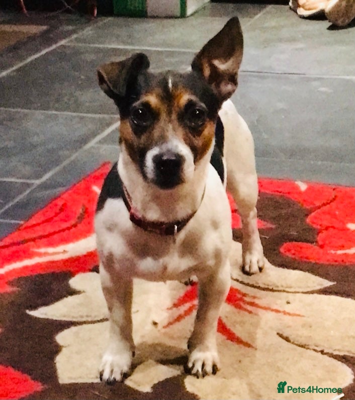 Jack Russell dogs Proven miniature Jack Russell stud in Winkleigh - Advert 2