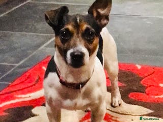 Jack Russell dogs Proven miniature Jack Russell stud in Winkleigh - Advert 3