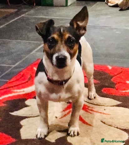 Jack Russell dogs Proven miniature Jack Russell stud in Winkleigh - Advert 1