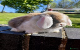 Mini Lop rabbits for sale: Mini Lop buck  - Image 3