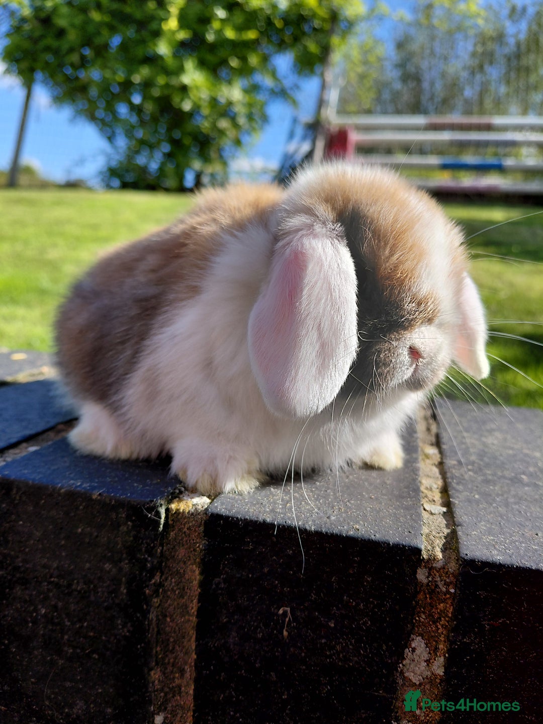 Mini Lop rabbits for sale: Mini Lop buck  - Image 3