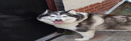 Siberian Husky dogs for sale: Siberian husky  - Advert 1