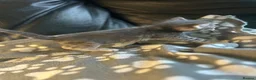 Mixed Breed cats for sale: 5 beautiful kittens ready to go 17th Nov - Advert 8