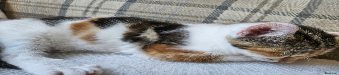 Mixed Breed Kitten 2