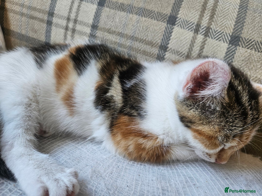 Mixed Breed cats for sale: Female kittens for sale  - Image 6