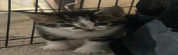 Mixed Breed cats for sale: British Shorthair Cross Tabby Kittens. - Advert 11