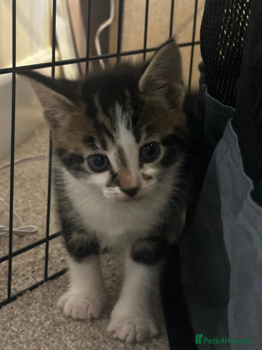 Mixed Breed cats for sale: British Shorthair Cross Tabby Kittens. - Advert 11