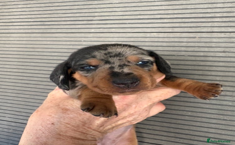Dachshund dogs - Advert 11