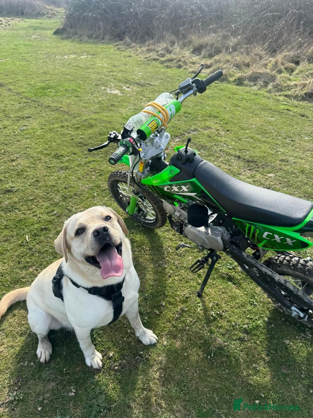 Labrador Retriever dogs for sale: KC Registered Labrador Retriever - Chance in Brighton - Advert 6