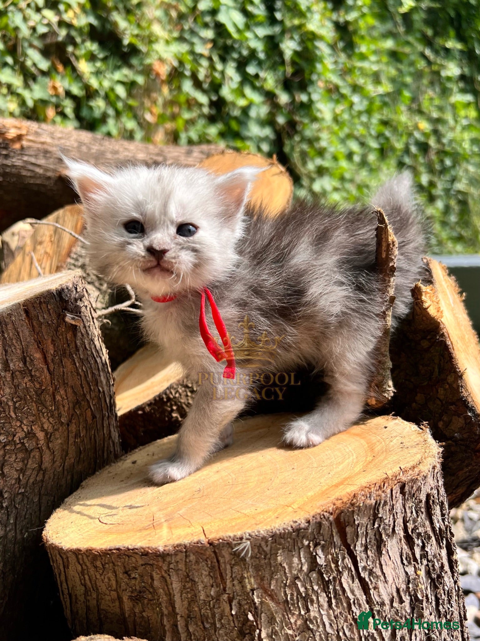 Maine Coon cats TICA registred Maine coon kittens. Rare colours  - Advert 2