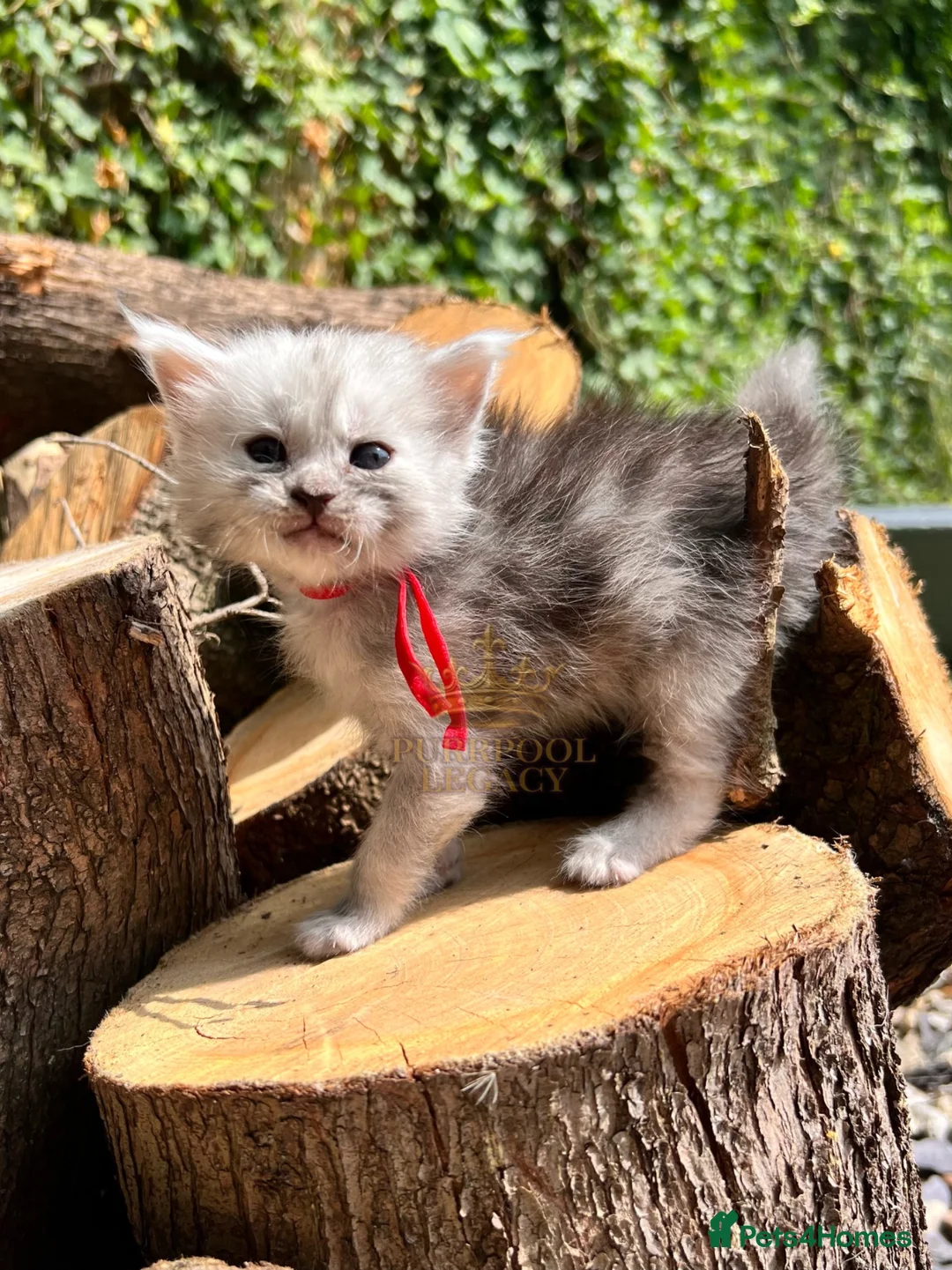 Maine Coon cats for sale: TICA registred Maine coon kittens. Rare colours  - Advert 2