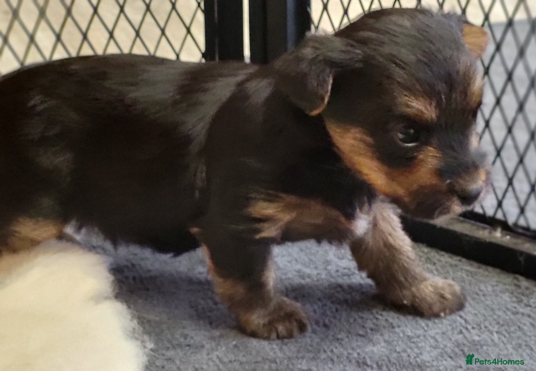 Yorkshire Terrier dogs for sale:  Yorkshire Terrier puppies from Licensed Breeder  - Advert 12