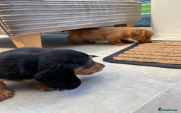 Miniature Dachshund dogs for sale: KC Reg long hair mini dachshunds “Ready now” - Image 19