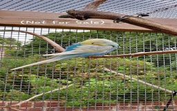 Budgerigars birds for sale: Baby Budgies In Warlingham (Ready 10th August) - Image 18