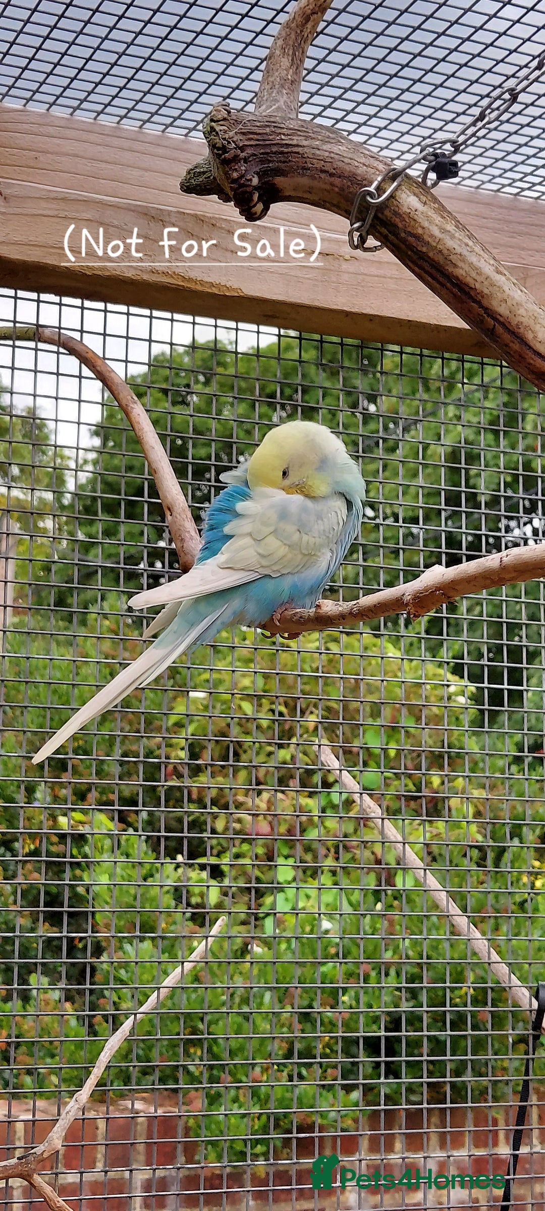 Budgerigars birds for sale: Baby Budgies In Warlingham (Ready 10th August) - Image 18